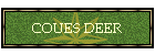 COUES DEER