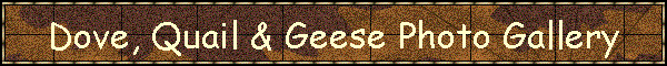 Dove, Quail & Geese Photo Gallery