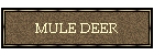 MULE DEER